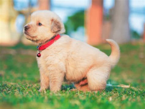 most friendly dog breeds in india